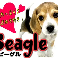 【 ビーグル 】愛嬌、好奇心、運動量高水準！お散歩に一緒に連れてって！！