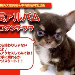 【 チワワちゃんの成長アルバム 】手乗りチョコタンチワワちゃんの成長記！