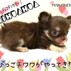 【 チワワ 】ふんわりチョコタン！手の平サイズのもっちりチワワ！