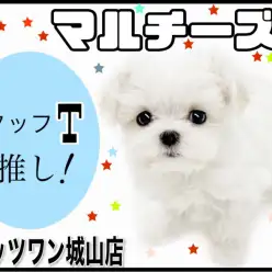 【 マルチーズ 】超ベビーフェイス 天使がやってきた!