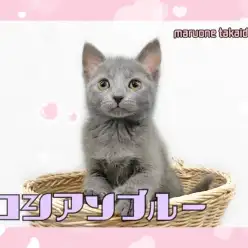 【 ロシアンブルー 】あなたもロシアンスマイルの虜に！美女子登場！