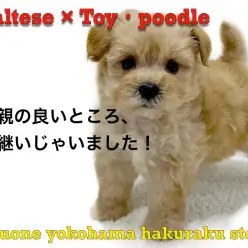 【 MIX 】初心者必見！落ち着きと活発さを兼ね備えたハイブリットMIX犬