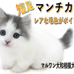 【 マンチカン 】短足とホワイトバンの毛色が特徴！可愛い表情と短い猫パンチに注目