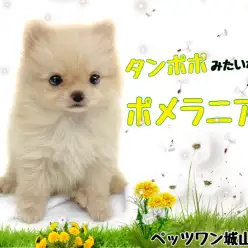 【 ポメラニアン 】家族に春を告げるタンポポのようなポメちゃん