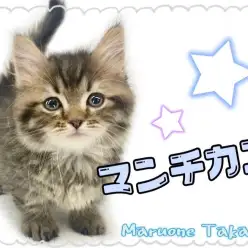 【 マンチカン 】よちよち歩きのイケにゃん！甘えん坊な男の子！