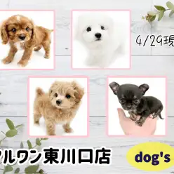 【 4/29版最新子犬情報 】GW！マルワン東川口店の可愛いワンちゃんをご紹介！