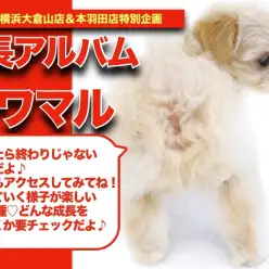 【 チワマルちゃんの成長アルバム 】どんな成長をするのか楽しみなチワマルちゃんの成長記！