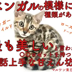 【 ベンガル 】ベンガルの美しいロゼットには種類がある！あなたはどの模様が好き？