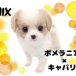 【 ポメキャバ 】稲妻レベルの衝撃の可愛さ！キャバリア強めMIX登場