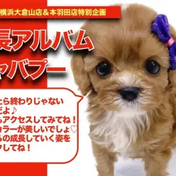 【 キャバプーちゃんの成長アルバム 】美しいルビーカラーのキャバプーちゃんの成長記！