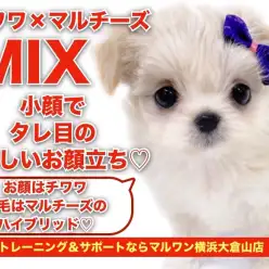 【 チワマル 】小顔でタレ目の愛らしいお顔立ち！チワワ×マルチーズのMIX！