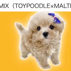 【 MIXマルプー 】マルワンプレミアム！ミニマムサイズの男の子！