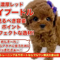 【 トイプードル 】超濃厚レッド！毛量・毛立ち抜群な女の子！！