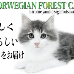 【 ノルウェージャンフォレストキャット 】美しさと人が好きで懐っこい性格に注目！