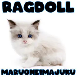 【 ラグドール 】幸せを運ぶシールポイントバイカラーのイケメンニャンコ登場！