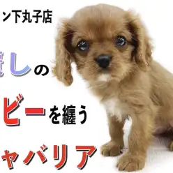 【 キャバリア 】宝石の名を持つ毛色！麗しのルビーカラーを持ち、懐っこさも抜群！