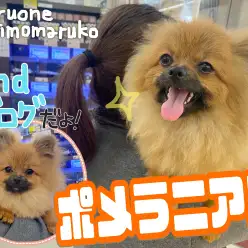 【 ポメラニアン 】抱っこもお散歩も大好き！生後7ヵ月になったよ2ndブログ