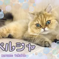 【 ペルシャ 】性格と顔のギャップ萌え！生後6ヵ月を迎えたペルシャちゃんの今