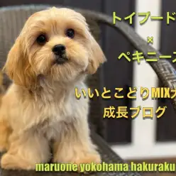 【 MIX 】両親のいいとこ取りしました！人懐っこさ満点のペキプー2ndブログ