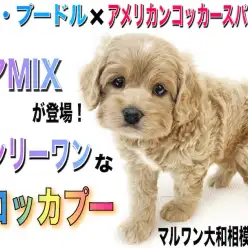 【 MIX 】レア犬種！トイプードルとアメリカンコッカーのミックス犬コッカプー！