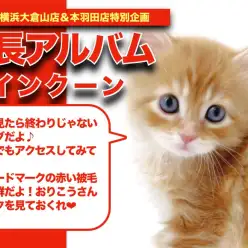 【 メインクーン成長アルバム 】大型猫大好きな方必見！メインクーンちゃんの成長記！