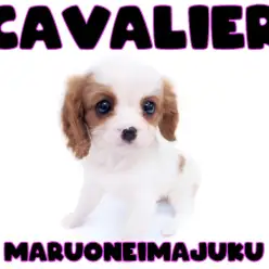 【 キャバリア 】初心者必見！王道ブレンハイムカラーの癒し系美少女が聖地に降臨！