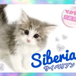 【 サイベリアン 】人懐っこさ抜群！人気の低アレルゲンキャット