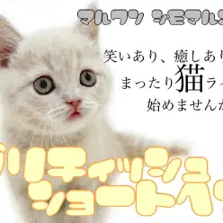 【 ブリティッシュ 】父はICCダブルチャンピオン！コミカルな動きの癒し系！