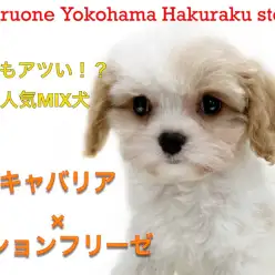 【 MIX 】今大注目のMIX犬キャバション！フレンドリーな性格が大人気！