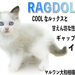 【 ラグドール 】トーティーカラーのクールな容姿と甘えん坊な性格のギャップがイイ