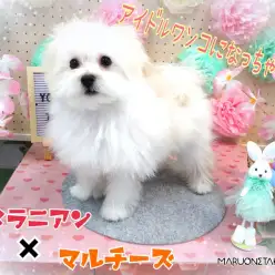 【 MIX 】ちびっこの頃より今が断然カワイイ！！ふんわりわたあめわんこ！