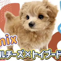 【 MIX犬 】パパママのいい所取り！大人気MIX犬のマルプーくん！