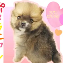 【 ポメラニアン 】ふわっふわのたぬき顔！明るい楽しい性格の女の子