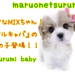 【 MIX 】マルチーズとキャバリアの両親を持つマルキャバちゃんがやってきた！