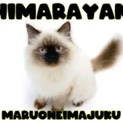 【 ヒマラヤン 】生後7ヶ月を迎えたマイペースで甘えん坊なおっとりニャンコ！