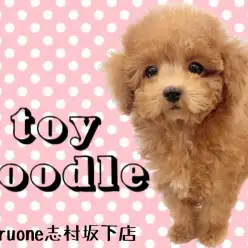 【 トイプードル 】生後74日で体重800gのタイニーサイズ！濃厚レッドの女の子！