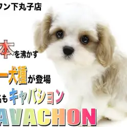 【 MIX 】日本中で大人気のキャバション！短足で愛らしい模様のルックスに注目！