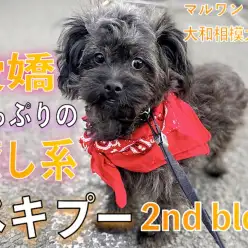 【 MIX 】愛嬌たっぷりの癒し系！触れ合いが大好きなペキプーの2ndブログ