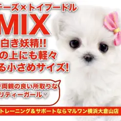 【 マルプー 】白き妖精！手の上にも軽々乗れる小さめサイズのMIXちゃん！