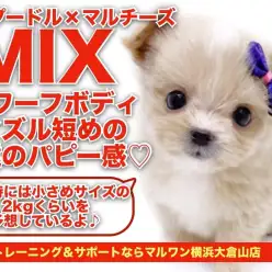 【マルプー】唯一無二の存在！ドワーフボディと短めなマズルは永遠のパピー感！