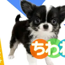 【 チワワ・ロングコート 】必見！良血統の小さめプレミアム美少年わんこ