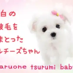 【  マルチーズ  】純白の被毛を纏ったマルチーズちゃん！横浜鶴見店に舞い降りた！