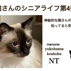 【 お役立て情報 】シニア猫さんの目をチェックしちゃおう