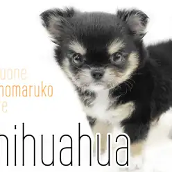 【 チワワ 】生後2ヶ月で体重424gの小さめサイズ！マズル短めのミニマム子犬！