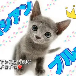 【 ロシアンブルー 】神秘的なブルーの耀きを放つ癒し度満点のロシブルちゃん！