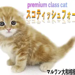 【 スコティッシュフォールド 】セミロングの被毛が美しいプレミアム認定の可愛さ！