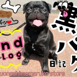 【 パグ 】生後6ヶ月を迎えた黒パグちゃんの様子に密着！！2ndブログ