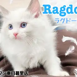 【 ラグドール 】雪のように白く、羽毛のように柔らかい毛と青い目のベビーキャット
