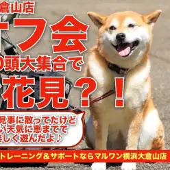 【 オフ会 】ワンちゃん総勢20頭大集合！お花見？しながらたくさん遊ぼう！