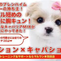 【 ビションキャバション 】超希少！ブレンハイムキャバリアMIXの最速レビュー！